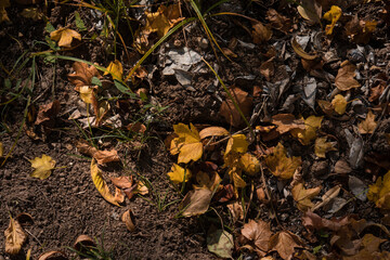 Golden vibrant fall leaves on the ground in a forest. Forest with colorful golden foliage.