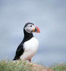 atlantic puffin at the seaside