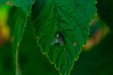 fly on leaf