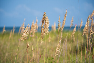 Fototapeta premium Beach Views in Ocracoke