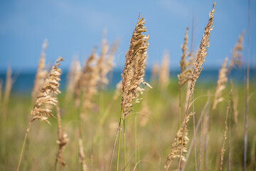 Beach Views in Ocracoke