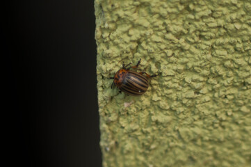 bug on a leaf