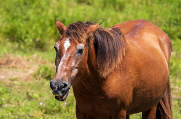 Obraz premium Wild Horses on Ocracoke