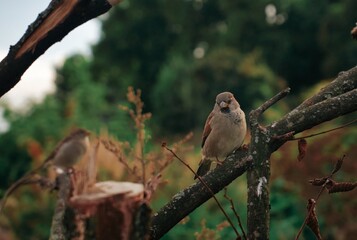 little sparrow bird sitting on a branch