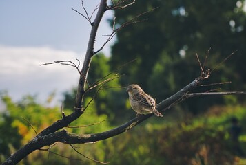 little sparrow bird sitting on a branch