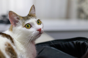 funny naughty white cat with big frightened eyes on a blurred background with a copy space for text