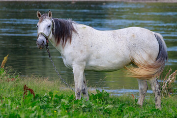 The horse is grazing in the pasture. Background with copy space