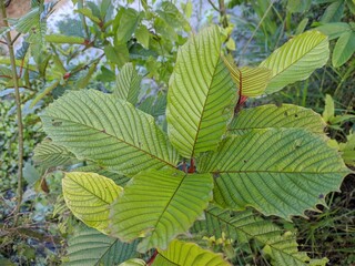 Kratom plants (Mitragyna speciosa) grows wild and fertile in the tropical nature Kalimantan