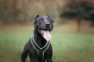 patterdale terrier