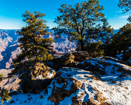 Pinyon Pine Trees And Snow Covered Boulders On The South Rim, Grand Canyon National Park, Arizona, USA