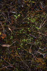 Mosses and lichens on the ground.