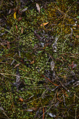 Mosses and lichens on the ground.