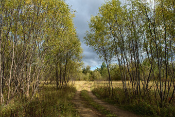 A country road running through a willow forest and fields