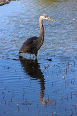 Great blue heron reflecting in water