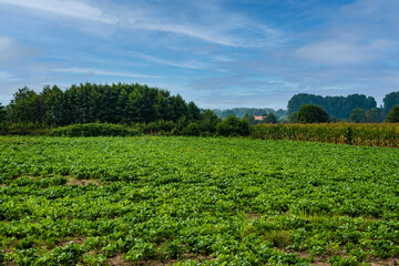 Fototapeta na wymiar Potato plantations grow in the field on a summer sunny day. Organic vegetables. Agricultural crops. Landscape. Agriculture.