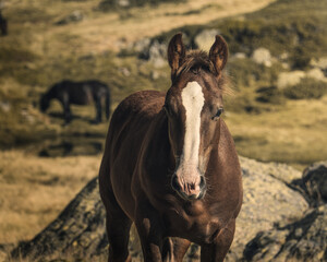 caballo marrón con una mancha blanca en la cara, caballo marrón mirando hacia adelante con el...