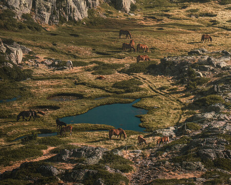 caballos comiendo junto al lago, manada de caballos junto a un glaciar en las monta&ntilde;as, caballos marrones y negros vistos desde lo alto de una monta&ntilde;a