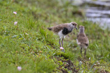Young Southern Lapwing (Vanellus chilensis) on the Grass on Lakeshore (Wild Southern Lapwing)
