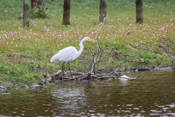 Great Egret (Ardea Alba) Heron on the Grass on Lakeshore (Wild Heron)
