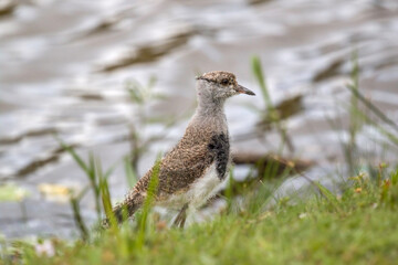 Young Southern Lapwing (Vanellus chilensis) on the Grass on Lakeshore (Wild Southern Lapwing)
