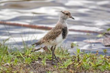 Young Southern Lapwing (Vanellus chilensis) on the Grass on Lakeshore (Wild Southern Lapwing)
