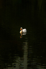 pato branco em lago de santos