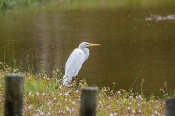 Great Egret (Ardea Alba) Heron on the Grass on Lakeshore (Wild Heron)
