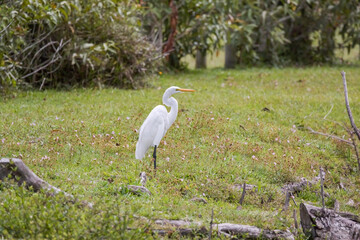 Great Egret (Ardea Alba) Heron on the Grass (Wild Heron)
