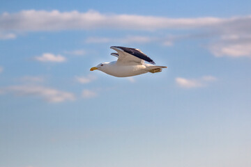 Kelp Gull (Larus dominicanus dominicanus) Flying in the Blue Sky - Brazilian Gaivota Seagull
