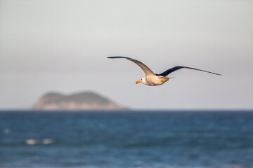 Fototapeta na wymiar Kelp Gull (Larus dominicanus dominicanus) Flying Over the Sea- Brazilian Gaivota Seagull 