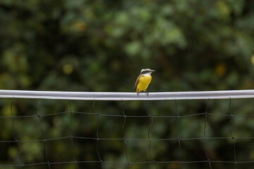 Great Kiskadee (Pitangus sulphuratus) Perched on the Volleyball Net
