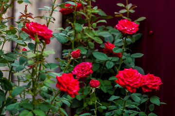 Beautiful red roses in the garden, roses for Valentine's Day or birthday. Red roses.
