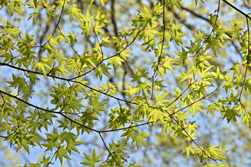 The beginning of autumn in Tokyo, Japan. Young autumn leaves.