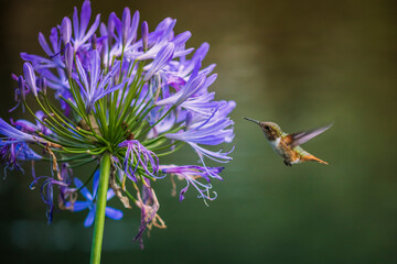 Scintillant Hummingbird, Colibrí Pequeño