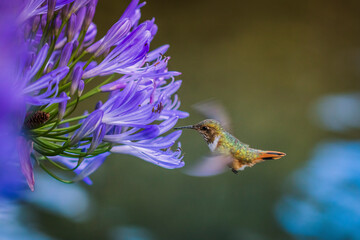 Scintillant Hummingbird, Colibrí Pequeño © Jose Cordero
