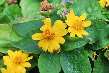 Annual yellow butter daisy flowers growing in the garden