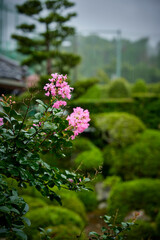 日本庭園に咲く百日紅の花