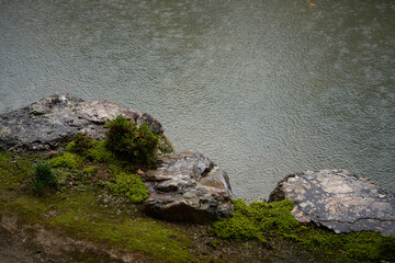 雨の降る庭の池