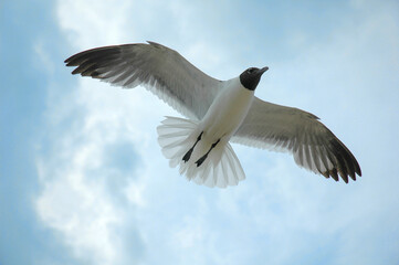 seagull flight