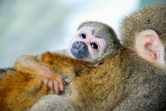 little cute monkey