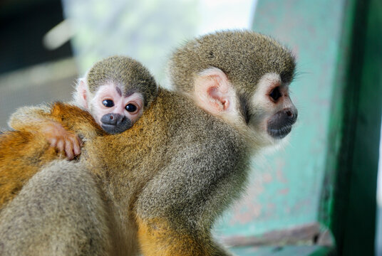 little cute monkey