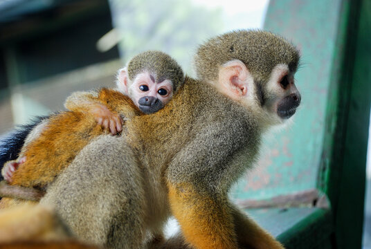 little cute monkey