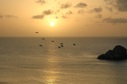 birds at sunset