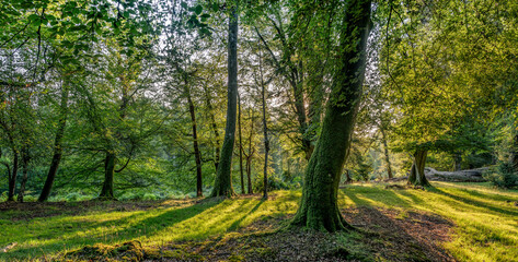 Summer morning in the new forest park