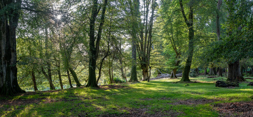 Summer morning in the new forest park