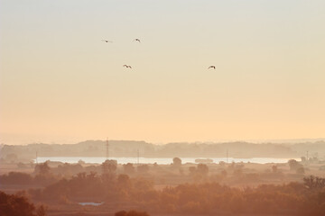 Seagulls in sky. Landscape with flying birds and lake on foggy morning