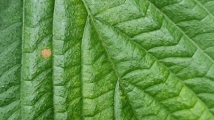 green leaf background