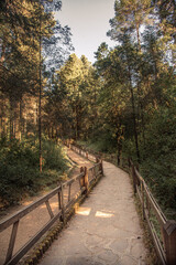 Bosque santuario de la mariposa monarca en el estado de México 