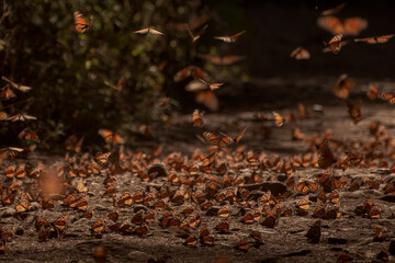 Santuario de la mariposa monarca en el estado de México, 