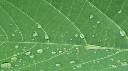 Beautiful transparent raindrops on green leaf macro. Dew drops in the morning shining in the sun. Beautiful leaf texture in nature. Background